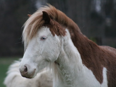 Auður frá Dalsbúi