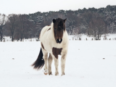 Tilviljun aus dem Haasenbau