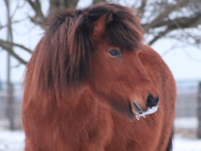 Vör frá Tjarnarlandi